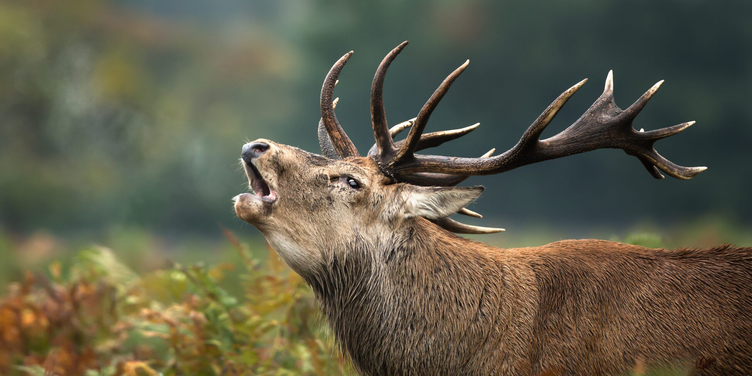 Close,Up,Of,A,Red,Deer,Stag,Roaring,During,Rutting