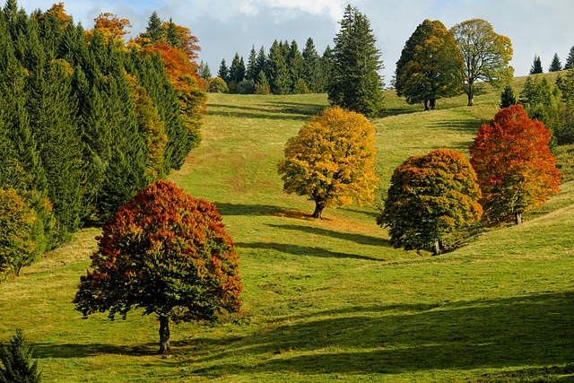 Herbstlandschaft im Thüringer Wald mit bunten Bäumen, ideal für einen Aufenthalt in der Pension Zum Glasmacher