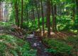 Bachlauf im Thüringer Wald an einem sonnigen Sommertag, umgeben von grünen Bäumen.