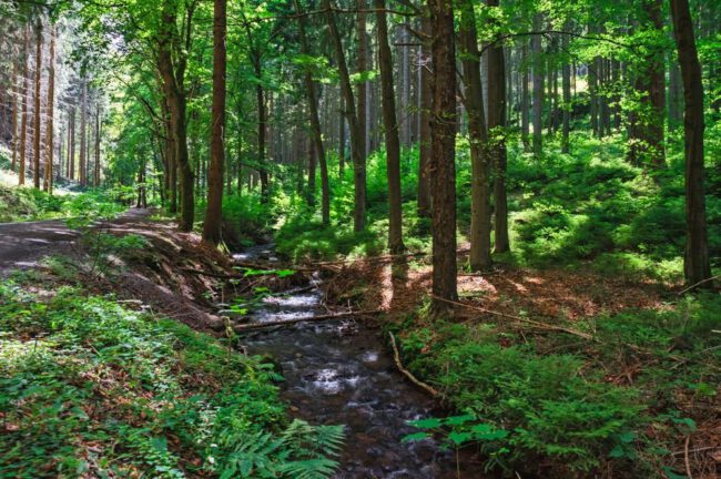 Bachlauf im Thüringer Wald an einem sonnigen Sommertag, umgeben von grünen Bäumen.