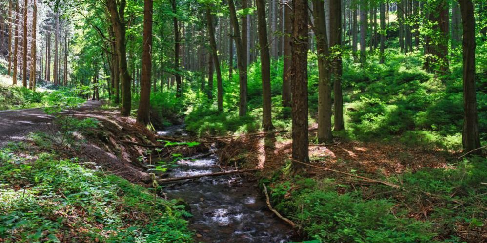 sommer-thueringer-wald-optimized Bachlauf im Thüringer Wald an einem sonnigen Sommertag, umgeben von grünen Bäumen.
