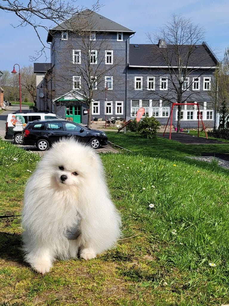 Pomeranian für pension zum glasmacher