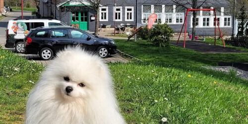 Urlaub mit Hund im Thüringer Wald