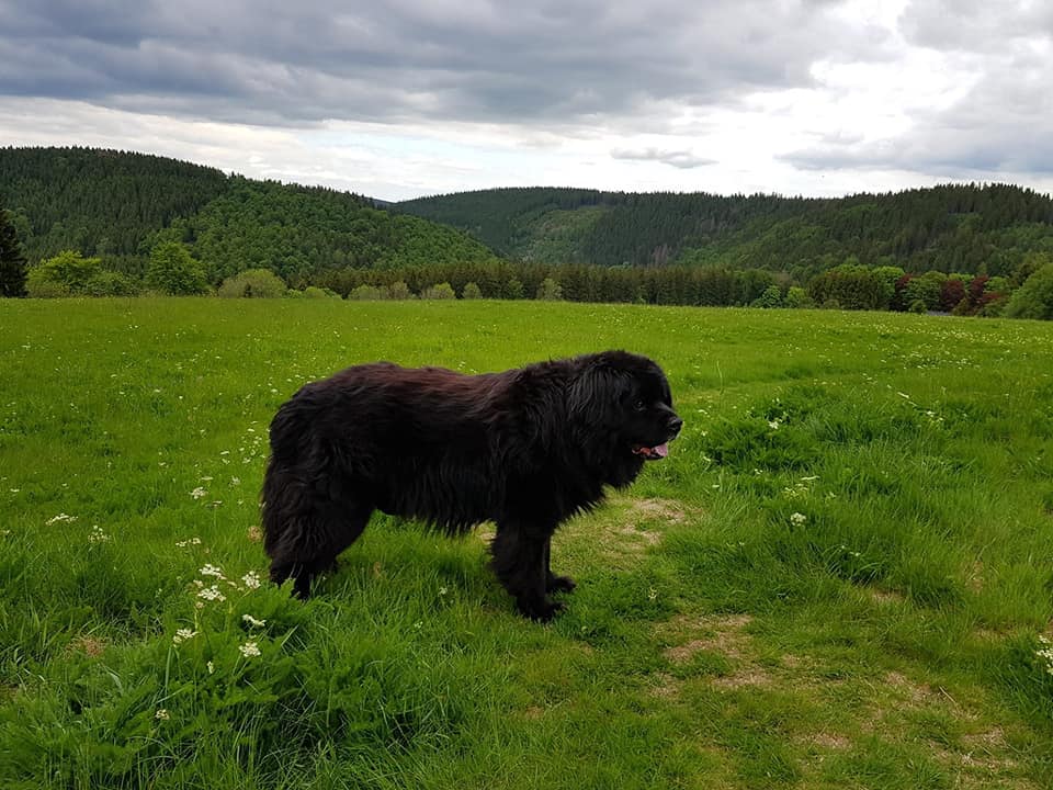 Urlaub mit Hund. Neufundländer direkt auf der Wiese