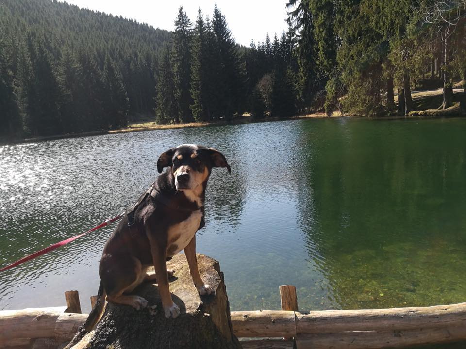 Urlaub mit Hund im Thüringer Wald: hundefreundliche Ferienwohnungen in Gehlberg